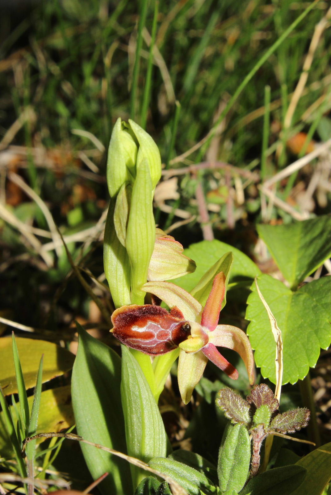 Ophrys arachnitiformis a confronto